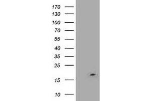 Western Blotting (WB) image for anti-LSM1 Homolog, U6 Small Nuclear RNA Associated (LSM1) (AA 1-133) antibody (ABIN1490576)