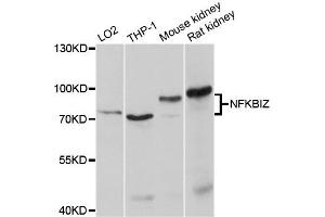 Western blot analysis of extracts of various cell lines, using NFKBIZ antibody.