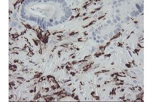 Image no. 2 for anti-Coagulation Factor XIII, A1 Polypeptide (F13A1) antibody (ABIN1498150) (F13A1 抗体)