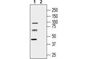 Western blot analysis of human U-87 MG glioblastoma cell line lysate: - 1. (nectin-3 抗体  (Extracellular, N-Term))