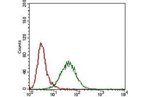 Flow cytometric analysis of Hela cells using GAB2 mouse mAb (green) and negative control (red). (GAB2 抗体  (AA 332-476))