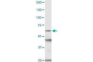 NUP54 MaxPab rabbit polyclonal antibody. (NUP54 抗体  (AA 1-507))