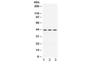Western blot testing of 1) rat liver, 2) mouse spleen and 3) human HepG2 lysate with DHODH antibody at 0. (DHODH 抗体  (AA 132-173))