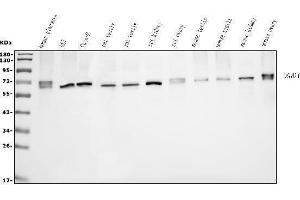 Western blot analysis of EHD1 using anti-EHD1 antibody (ABIN6719599).