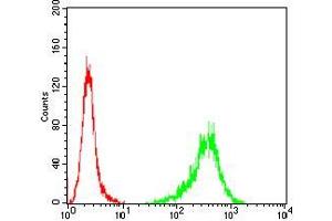 Flow cytometric analysis of A431 cells using TUBB1 mouse mAb (green) and negative control (red). (TUBB1 抗体  (AA 33-166))