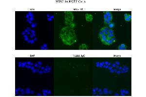 Sample Type : MCF7  Primary Antibody Dilution: 4 ug/ml  Secondary Antibody : Anti-rabbit Alexa 546  Secondary Antibody Dilution: 2 ug/ml  Gene Name : MSX2 (Msx2/Hox8 抗体  (N-Term))