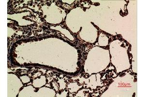 Immunohistochemistry (IHC) analysis of paraffin-embedded Rat Lung, antibody was diluted at 1:100. (JAM2 抗体  (Internal Region))