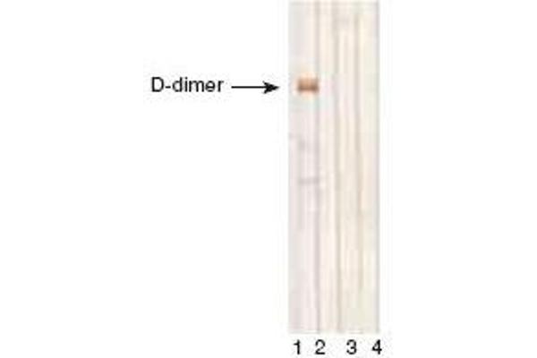 D-Dimer antibody