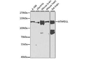 Western blot analysis of extracts of various cell lines, using MTHFD1L antibody. (MTHFD1L 抗体  (AA 759-978))