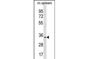 TREML1 Antibody (C-term) (ABIN1536858 and ABIN2850140) western blot analysis in mouse spleen tissue lysates (35 μg/lane). (TREML1 抗体  (C-Term))