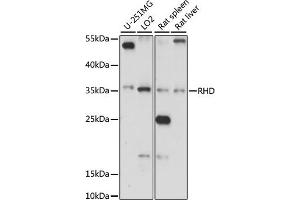 Western blot analysis of extracts of various cell lines, using RHD antibody (ABIN7269958) at 1:1000 dilution. (RHD 抗体  (AA 150-250))