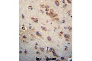 CKAP4 Antibody (C-term) immunohistochemistry analysis in formalin fixed and paraffin embedded human brain tissue followed by peroxidase conjugation of the secondary antibody and DAB staining. (CKAP4 抗体  (C-Term))