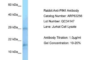 Western Blotting (WB) image for anti-Peptidylprolyl Cis/trans Isomerase, NIMA-Interacting 1 (PIN1) (N-Term) antibody (ABIN2789425) (PIN1 抗体  (N-Term))