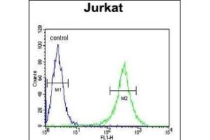 GNE Antibody (C-term) (ABIN651511 and ABIN2840271) flow cytometric analysis of Jurkat cells (right histogram) compared to a negative control cell (left histogram). (GNE 抗体  (C-Term))