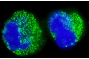 Immunofluorescence (IF) image for anti-Breakpoint Cluster Region (BCR) (AA 50-100) antibody (ABIN7453395) (BCR 抗体  (AA 50-100))