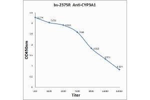 Antigen: 0. (CYP3A4 抗体)