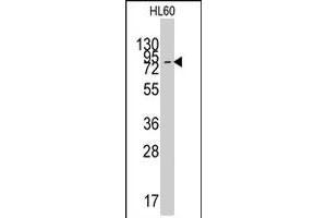 Western blot analysis of SLC16A1 polyclonal antibody  in HL-60 cell line lysates (35 ug/lane). (SLC16A1 抗体  (C-Term))