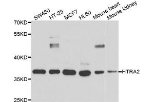 Western blot analysis of extracts of various cell lines, using HTRA2 antibody (ABIN5973384) at 1/1000 dilution. (HTRA2 抗体)