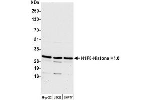 Western Blotting (WB) image for anti-H1 Histone Family, Member 0 (H1F0) (AA 75-125) antibody (ABIN7449746)
