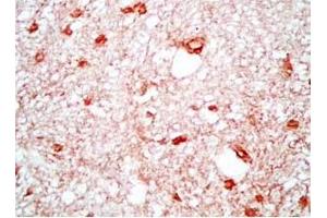 Rat brain tissue was stained by Rabbit Anti-Neuropeptide S, Prepro (23-67)  (Mouse) Antibody (NPS 抗体  (Preproprotein))