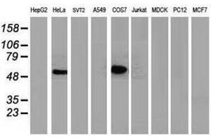 Image no. 3 for anti-Tumor Protein P53 (TP53) antibody (ABIN1499967) (p53 抗体)