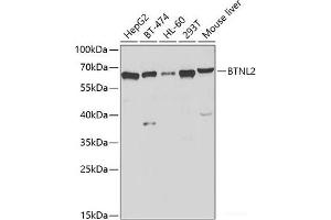 Western blot analysis of extracts of various cell lines using BTNL2 Polyclonal Antibody at dilution of 1:1000. (BTNL2 抗体)