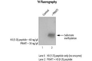 Western Blotting (WB) image for Protein Arginine Methyltransferase 1 (PRMT1) protein (DYKDDDDK Tag) (ABIN2669672)