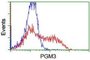 HEK293T cells transfected with either RC201522 overexpress plasmid (Red) or empty vector control plasmid (Blue) were immunostained by anti-PGM3 antibody (ABIN2455864), and then analyzed by flow cytometry. (Phosphoglucomutase 3 抗体)