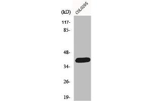 Western Blot analysis of COLO205 cells using ORCTL2 Polyclonal Antibody (ORCTL-2/SLC22A18 抗体  (C-Term))