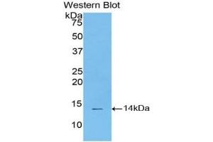 Western Blotting (WB) image for anti-Signal Transducer and Activator of Transcription 3 (Acute-Phase Response Factor) (STAT3) (AA 563-670) antibody (ABIN7437089)