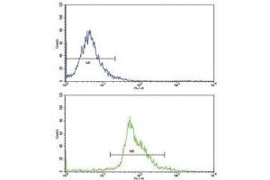 Flow cytometric analysis of WiDr cells using PAX4 antibody (bottom histogram) compared to a negative control (top histogram) (PAX4 抗体  (AA 171-200))