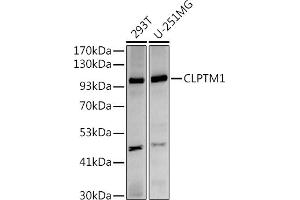 Western blot analysis of extracts of various cell lines, using (ABIN7266413) at 1:500 dilution. (CLPTM1 抗体)
