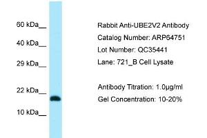 Western Blotting (WB) image for anti-Ubiquitin-Conjugating Enzyme E2 Variant 2 (UBE2V2) (N-Term) antibody (ABIN2789950) (UBE2V2 抗体  (N-Term))