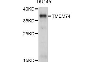 Western blot analysis of extracts of DU145 cells, using TMEM74 antibody (ABIN4905440) at 1:1000 dilution. (TMEM74 抗体)