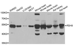 Western blot analysis of extracts of various cell lines, using PDHX antibody. (PDHX 抗体  (AA 1-300))
