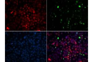 Immunofluorescence analysis of GFP-RNF168 transgenic U2OS cells using CETN2 antibody. (CETN2 抗体  (AA 1-172))