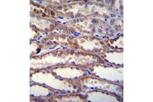 Formalin fixed, paraffin embedded human kidney tissue stained with SHISA3 Antibody (C-term) followed by peroxidase conjugation of the secondary antibody and DAB staining. (SHISA3 抗体  (C-Term))