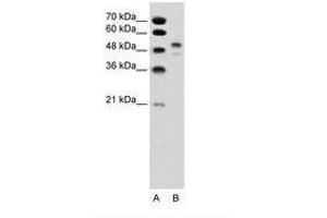 Image no. 1 for anti-POU Class 3 Homeobox 2 (POU3F2) (AA 201-250) antibody (ABIN6736341) (POU3F2 抗体  (AA 201-250))