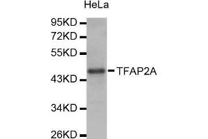 Western Blotting (WB) image for anti-Transcription Factor AP-2 alpha (Activating Enhancer Binding Protein 2 Alpha) (TFAP2A) (AA 1-437) antibody (ABIN1678679)