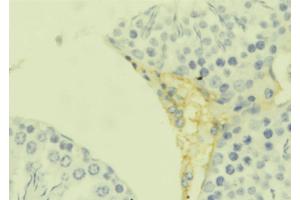 ABIN6273658 at 1/100 staining Mouse testis tissue by IHC-P. (IL-25 抗体  (Internal Region))