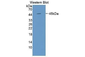 Western Blotting (WB) image for anti-Actin, gamma 2, Smooth Muscle, Enteric (ACTG2) (AA 3-376) antibody (ABIN1077748) (ACTG2 抗体  (AA 3-376))