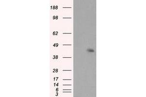 Image no. 3 for anti-Induced Myeloid Leukemia Cell Differentiation Protein Mcl-1 (MCL1) antibody (ABIN1499338) (MCL-1 抗体)