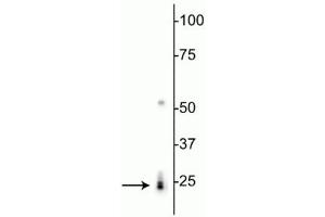 Western blot of rat heart lysate showing specific labeling of the ~24 kDa RBPMS protein. (RBPMS 抗体  (N-Term))