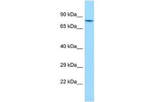 WB Suggested Anti-SHKBP1 Antibody Titration: 1. (SHKBP1 抗体  (N-Term))