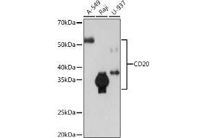 Western blot analysis of extracts of various cell lines, using CD20 Rabbit mAb (ABIN7268472) at 1:1000 dilution. (CD20 抗体)