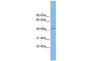 WB Suggested Anti-RIBC1 Antibody Titration: 0.