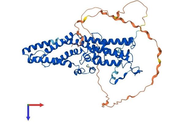 Bestrophin 2 Protein (BEST2) (AA 1-509) (His tag)