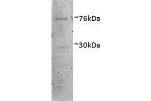 ABIN1782135 (1µg/ml) staining of Porcine MII Oocytes lysate (35µg protein in RIPA buffer). (DVL1 抗体  (AA 20-32))