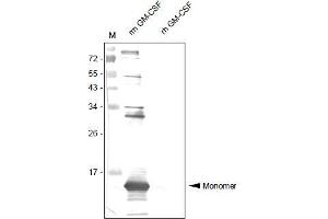Western Analysis of anti-Mouse GM-CSF Antibody . (GM-CSF 抗体  (AA 18-141))