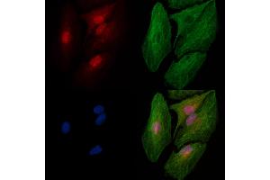 Phospho-SRPK2 (Thr492) Antibody staining A549 cells(heat shock treatment) by IF/ICC. (SRPK2 抗体  (pThr492))